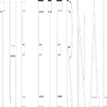 Image band